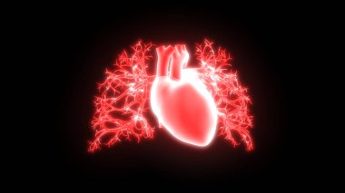 İnsan Dolaşım Sistemi Kalp Anatomisi. Üç Boyut