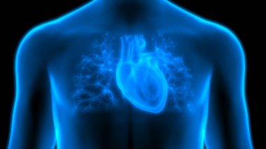 İnsan Dolaşım Sistemi Kalp Anatomisi. Üç Boyut