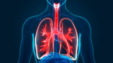 İnsan Solunum Sistemi Akciğerleri Anatomisi. Üç Boyut 