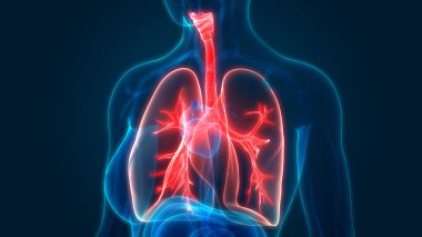 İnsan Solunum Sistemi Akciğerleri Anatomisi. Üç Boyut 