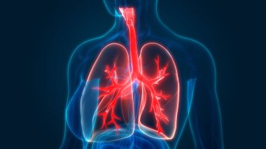 İnsan Solunum Sistemi Akciğerleri Anatomisi. Üç Boyut 