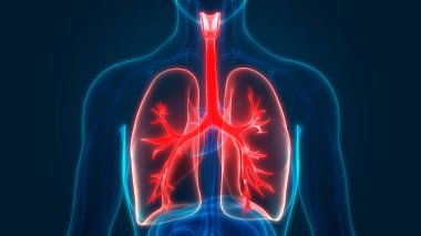 İnsan Solunum Sistemi Akciğerleri Anatomisi. Üç Boyut 