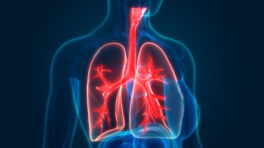 İnsan Solunum Sistemi Akciğerleri Anatomisi. Üç Boyut 