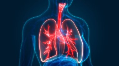 İnsan Solunum Sistemi Akciğerleri Anatomisi. Üç Boyut 