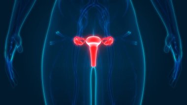 Kadın Üreme Sistemi Anatomisi. Üç Boyut