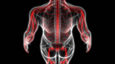 İnsan Sinir Sistemi Anatomisi. 3D - Görüntü