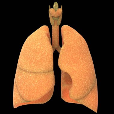 İnsan Solunum Sistemi Akciğerleri Anatomisi. Üç Boyut 