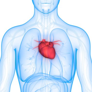 İnsan Dolaşım Sistemi Kalp Anatomisi. Üç Boyut