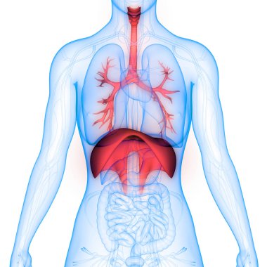 İnsan Solunum Sistemi Akciğerleri Anatomisi. Üç Boyut 