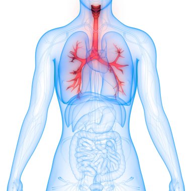 İnsan Solunum Sistemi Akciğerleri Anatomisi. Üç Boyut 