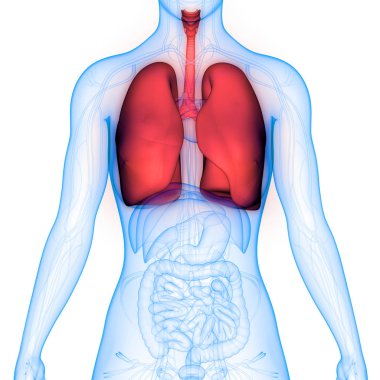 İnsan Solunum Sistemi Akciğerleri Anatomisi. Üç Boyut 