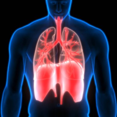 İnsan Solunum Sistemi Akciğerleri Anatomisi. Üç Boyut 