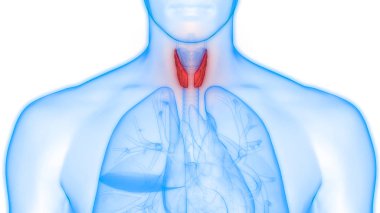 İnsan Vücut Bezleri Tiroit Bezi Anatomisi. 3D - Görüntü