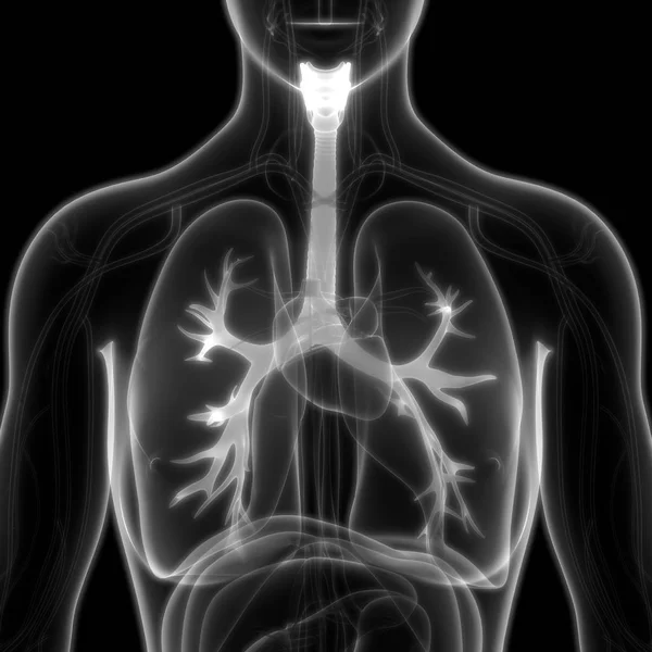 Human Respiratory System Lungs Anatomy — стокове фото