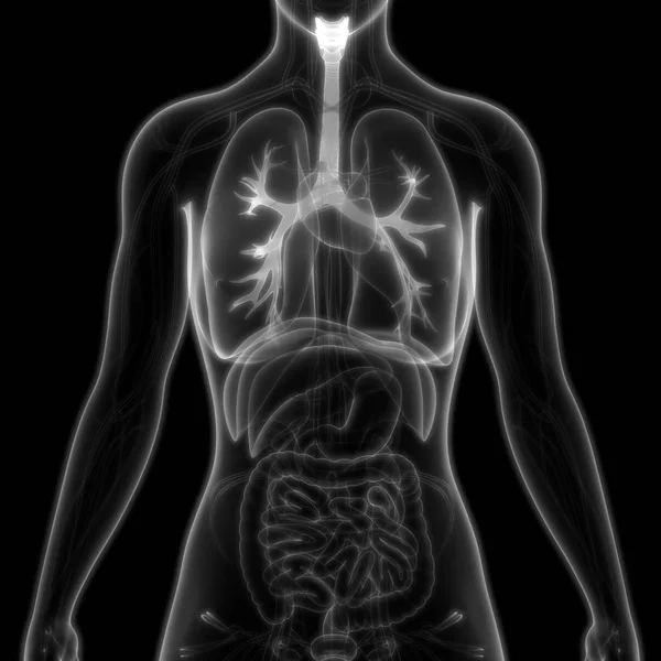 Sistema Respiratorio Humano Almuerzo Anatomía — Foto de Stock