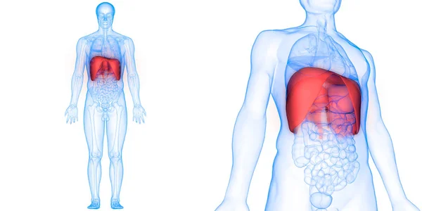 Anatomia Del Diaframma Del Sistema Respiratorio Umano Illustrazione — Foto Stock