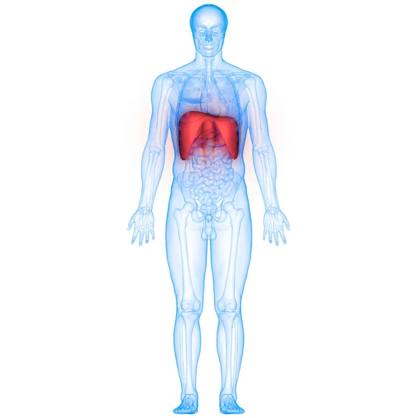 Anatomía Del Diafragma Del Sistema Respiratorio Humano Ilustración — Foto de Stock