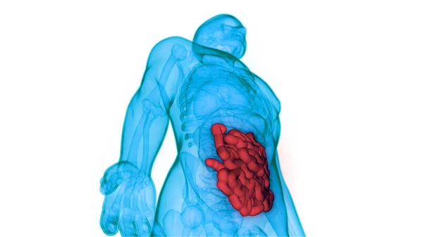 Human Digestive System Large Intestine Anatomy Illustration — ストック写真