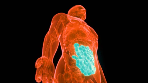 Human Digestive System Large Small Intestine Anatomy View — стокове фото