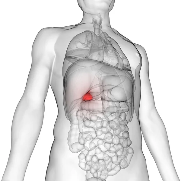 Human Internal Digestive Organ Pancreas Anatomy. 3D - Illustration