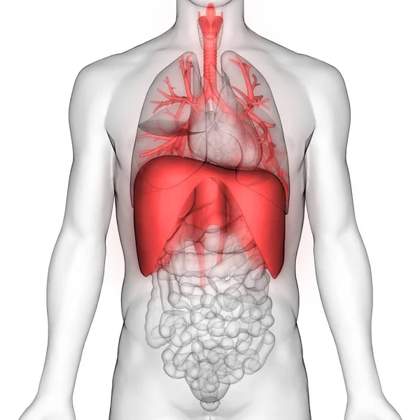 人体呼吸系统横隔膜解剖 — 图库照片