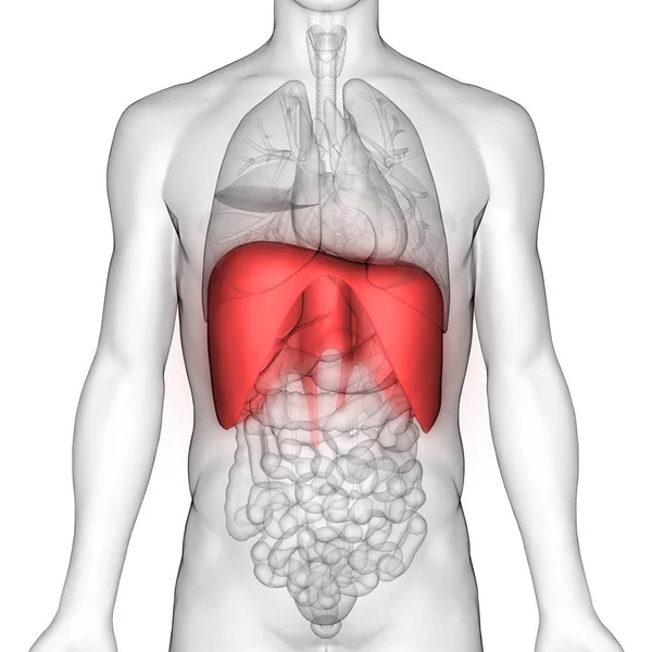 Human Respiratory System Diaphragm Anatomy Illustration — Stock Photo, Image