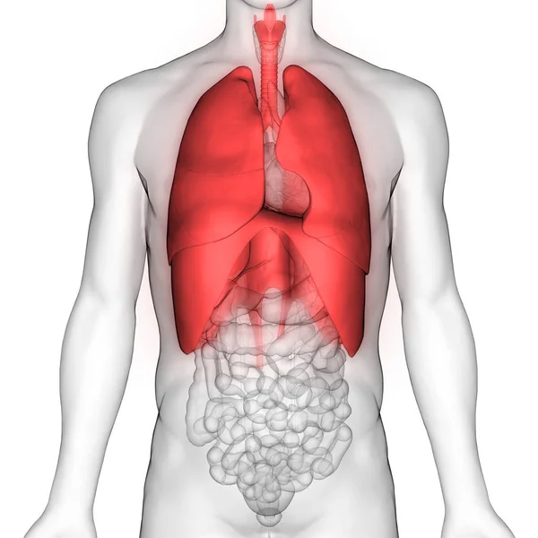 Nsan Solunum Sistemi Akciğerleri Anatomisi Boyut — Stok fotoğraf