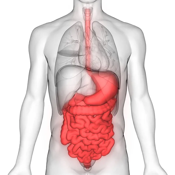 Système Digestif Humain Anatomie Gros Petit Intestin View — Photo