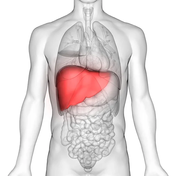 人体内消化器官肝解剖 3D照片来自Magicmine — 图库照片