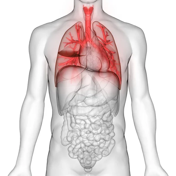 Anatomie Van Het Menselijk Ademhalingssysteem — Stockfoto