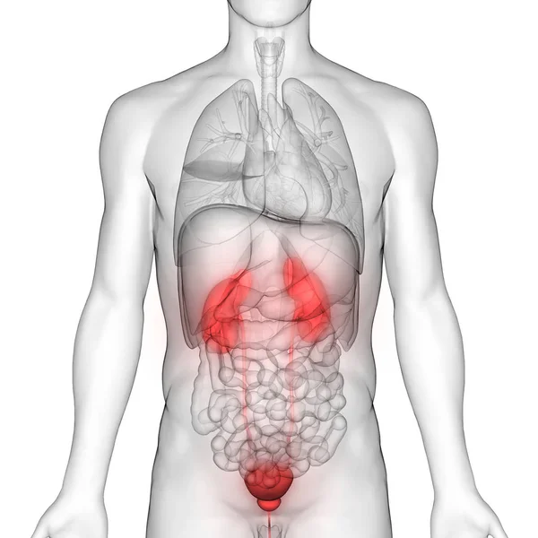 Riñones Del Sistema Urinario Humano Con Anatomía Vesical — Foto de Stock
