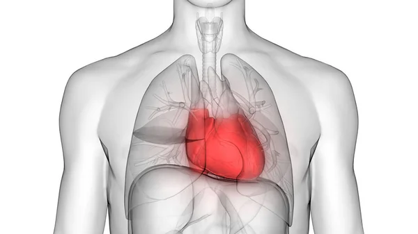 Ludzki Układ Krążenia Anatomia Serca — Zdjęcie stockowe