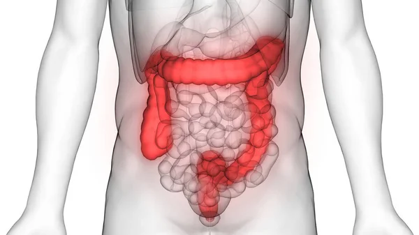 Menselijk Spijsverteringsstelsel Grote Intestine Anatomie Illustratie — Stockfoto