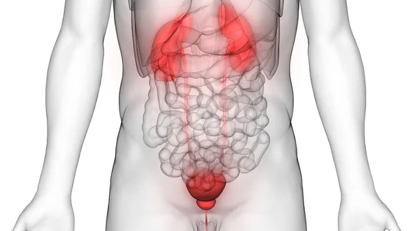 Sistema Urinário Humano Rins Com Anatomia Bexiga — Fotografia de Stock