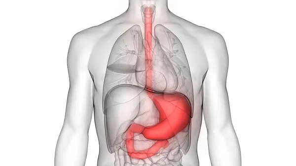 Anatomi Sistem Pencernaan Manusia — Stok Foto