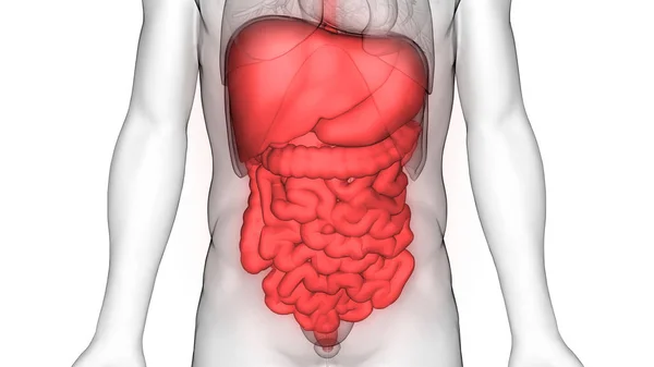 Human Digestive System Large Small Intestine Anatomy View — стокове фото