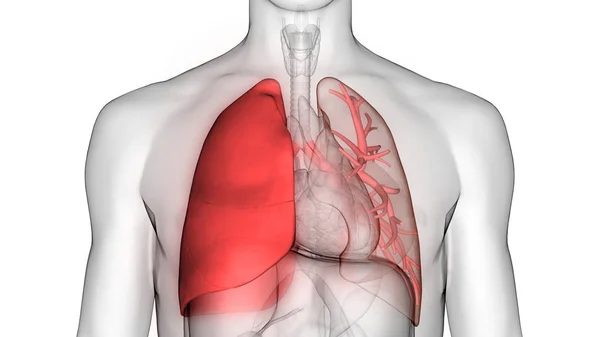 Human Respiratory System Lungs Anatomy — стокове фото