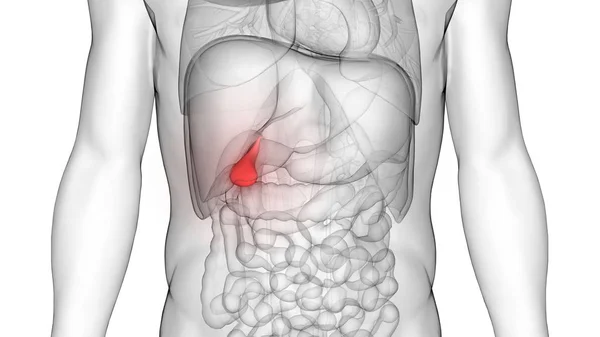 Human Body Organs Anatomy Illustration — стокове фото