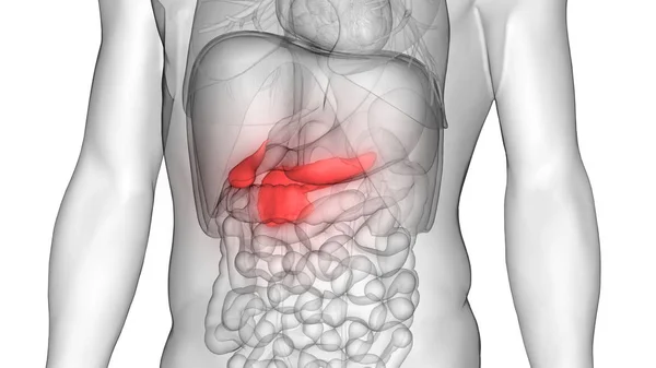 Organ Pancreas Anatomi Organ Pencernaan Internal Manusia Ilustrasi — Stok Foto