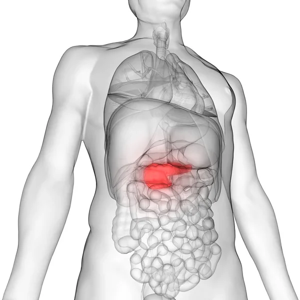 人体内消化器官胰腺解剖 — 图库照片