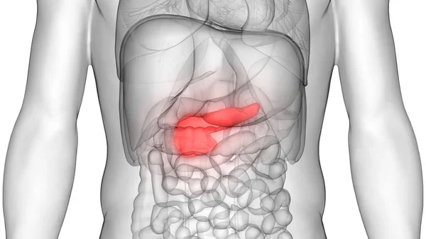 Human Internal Digestive Organ Pancreas Anatomy Illustration — стокове фото