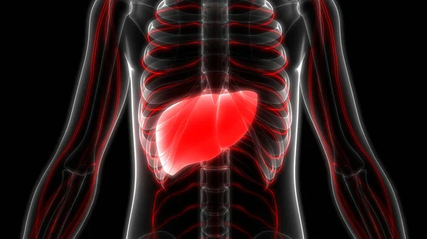 Людська Внутрішня Гігієнічна Анатомія Печінки Органів — стокове фото