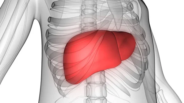 Organo Digestivo Interno Umano Anatomia Epatica — Foto Stock