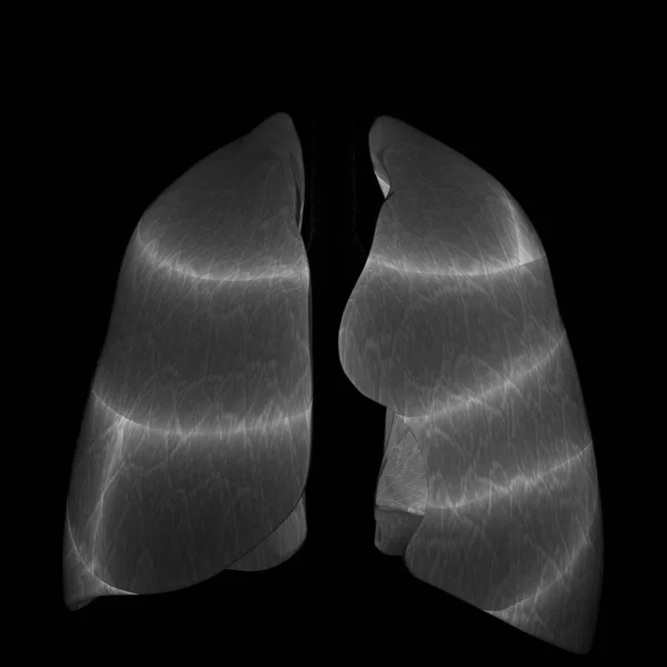 인간의 Human Respiratory System Lungs Anatomy — 스톡 사진