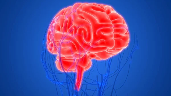 Cervello Umano Con Sistema Circolatorio Illustrazione — Foto Stock