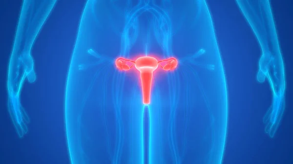 Kadın Üreme Sistemi Anatomisi Boyut — Stok fotoğraf