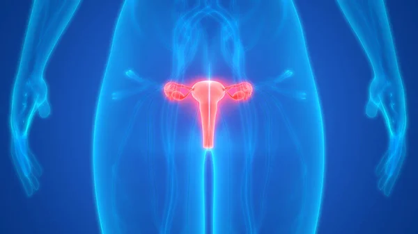 Anatomia Del Sistema Riproduttivo Femminile — Foto Stock