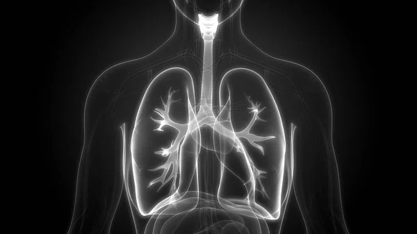 Anatomia Polmonare Del Sistema Respiratorio Umano — Foto Stock