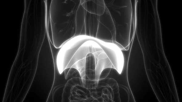 Emberi Légzőszervi Rekeszizom Anatómia Illusztráció — Stock Fotó