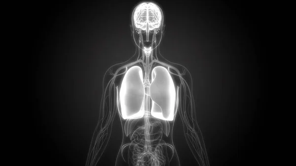 Anatomie Van Het Menselijk Ademhalingssysteem — Stockfoto